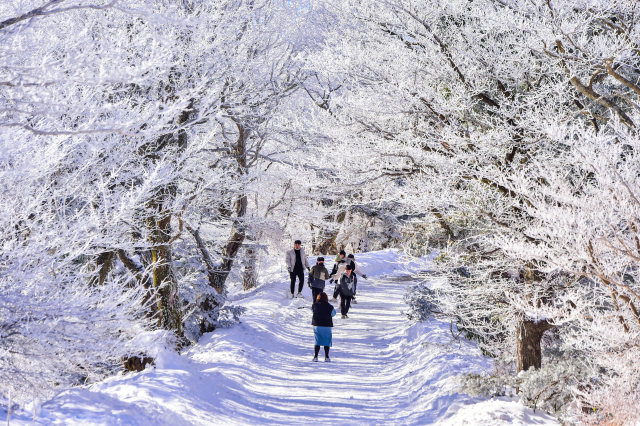 1100고지 설경. 제주일보 자료사진