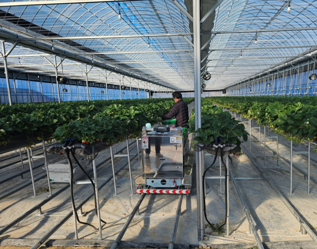 정해보 씨가 수확한 딸기를 