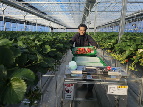 딸기 하우스에 들어온 '뒤따르는 로봇'…예천 농촌, 일손 대신 기술 들였다