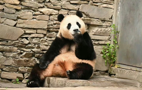李 정부, 中에 판다 추가 대여 제안…