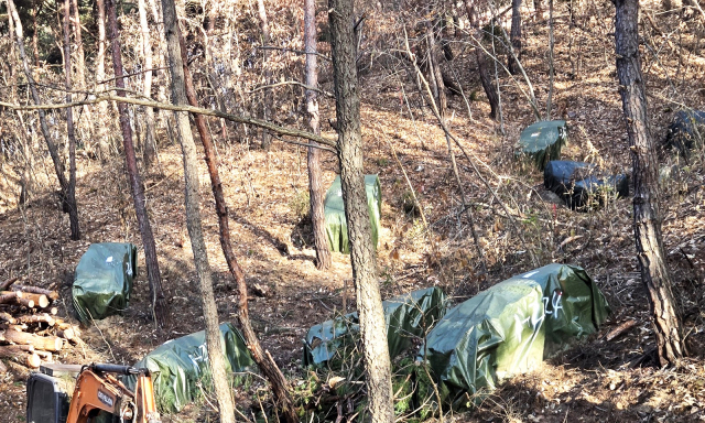 안동시는 지난해 12월 소나무재선충병 훈증더미 4천500개를 제거했다. 안동시 제공