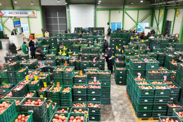 5일 청송군 농산물공판장에는 2025년산 만생종 후지(富士) 사과 6천479상자(20㎏ 기준)가 출하됐으며, 상자당 평균가격은 9만8천295원, 최고 낙찰가는 40만5천원을 기록했다. 청송군 제공