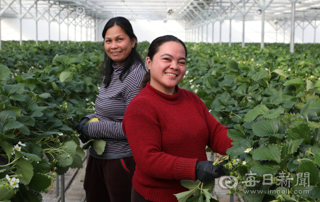경북 청도군 이서면 한 시설딸기 하우스에서 8대1의 경쟁률을 뚫고 선발돼 입국한 필리핀 계절근로자 필리 메리조이(42)와 페르난도(33)씨가 작업 중 환하게 웃고 있다. 정운철 기자 woon@imaeil.com