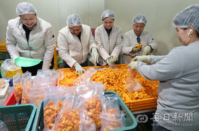 5일 경북 청도군 화양읍의 한 감가공 공장에서 8대1의 경쟁률을 뚫고 선발된 필리핀 계절근로자들이 감말랭이를 봉지에 담아 무게를 재고 포장하고 있다. 정운철 기자 woon@imaeil.com