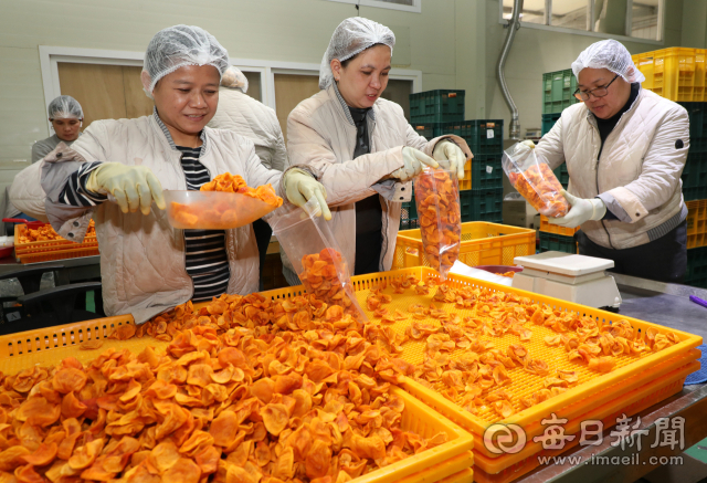 5일 경북 청도군 화양읍의 한 감가공 공장에서 8대1의 경쟁률을 뚫고 선발된 필리핀 계절근로자들이 감말랭이를 봉지에 담아 무게를 재고 포장하고 있다. 청도군은 현지 면접 선발과 통역 지원, 정기 상담 등을 통해 무단이탈 없이 계절근로자를 운영하고 있다. 정운철 기자 woon@imaeil.com