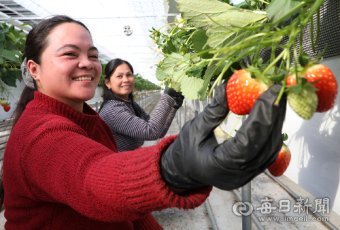 외국인 계절근로자 3대 의무보험, 1년 계도기간 둔다