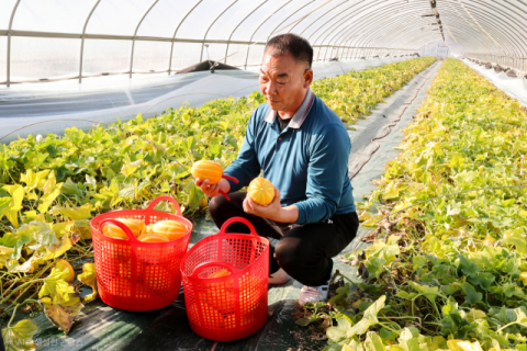 [포토뉴스]올해 성주참외 첫 출하…80상자 수확 상자당 14만원