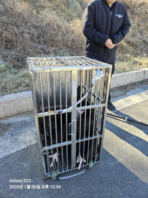 포항 도로 위 날개 다친 천연기념물 '독수리' 안전 구조돼