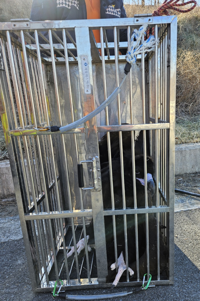 6일 오후 포항시 북구 신광면 호리못 인근 도로에서 천연기념물인 독수리가 소방대원에 안전하게 구조되고 있다. 포항북부소방서 제공.