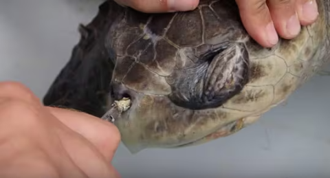 거북이 콧속 플라스틱이 거북이를 살렸다 [가스인라이팅]