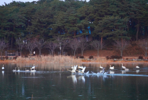 [포토뉴스]고니의 힘찬 날개짓