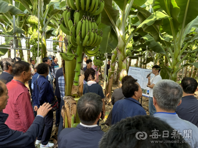 포항 바나나 농장에서 타지자체 농업인 단체가 견학을 하고 있다. 포항시 제공
