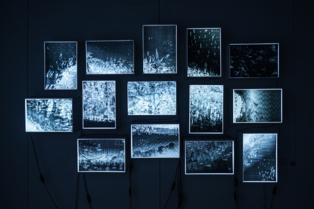 김진영(영남대학교), 천태만상, 2025, ohp필름, 라이트박스, 210x150cm