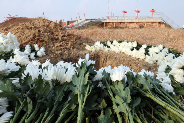 12·29 제주항공 여객기 참사 1주기인 29일 무안국제공항 참사 현장에 국화가 놓여있다. 연합뉴스