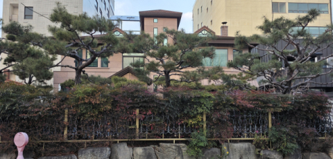 [이종민의 나무오디세이] 빨간 열매와 알록달록 잎의 아름다운 진면목 겨울의 남천