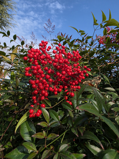 [이종민의 나무오디세이] 빨간 열매·알록달록 잎의 아름다운 진면목 '겨울 남천'