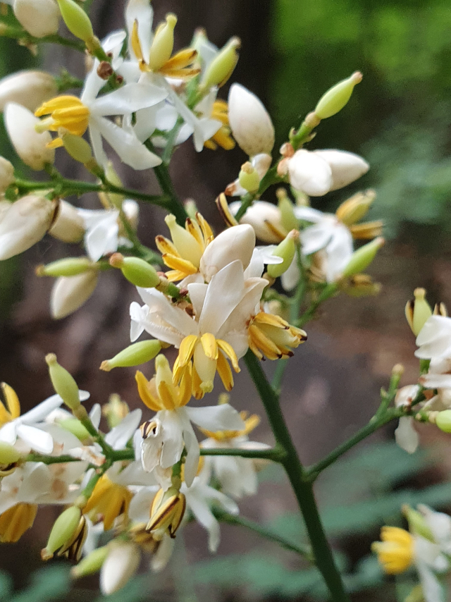 남천의 꽃은 6월 초여름더위가 시작되면 원추꽃차례로 핀다.
