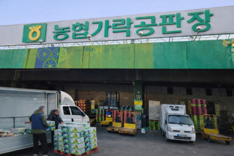 달성군 대표 특산물 화원 미나리, 서울 가락시장에 첫 선