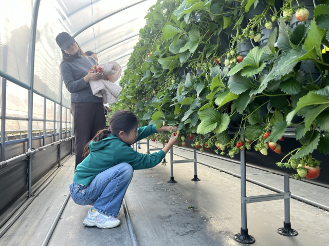 이기욱 씨 딸기하우스에서 한 가족이 딸기 따기 체험을 하고 있다. 이기욱 씨 제공