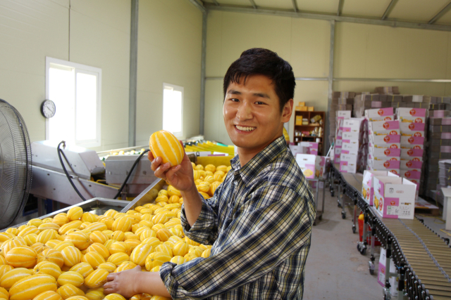 청년농부 조상범 씨가 참외 선별을 하고 있다.