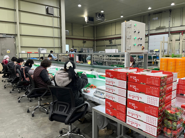 경북 의성군의 농민들이 스마트팜에서 생산한 