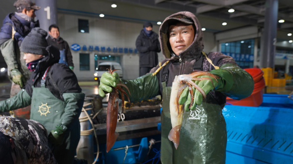 울진 오징어 등장이요…활력 도는 겨울 바다 마을