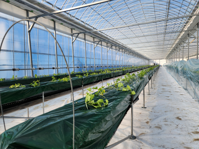 조상범 씨가 지난해 연말 자신의 참외 농장에 일부 도입한 양액 수직재배 시스템. 토양 없이 토양 대체제에 양액을 공급해 작물을 수직으로 재배하는 방식이다. 조상범 씨 제공