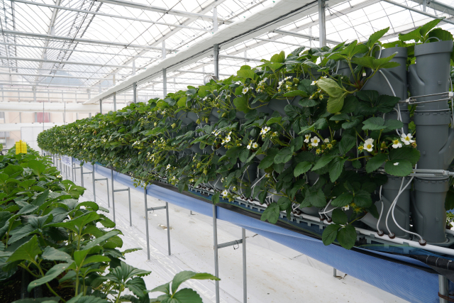 이기욱 씨는 성주참외과채류연구소가 개발한 딸기 수직재배 시스템으로 농사를 짓고 있다. 기존 평면 재배 보다 3배 많은 생산량을 기대할 수 있다. 경북농업기술원 제공