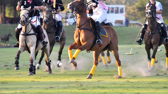 폴로 경기 모습. 경북도 제공.