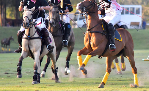 '귀족 스포츠' 폴로 대중화, 2030년부터 경주서 즐긴다