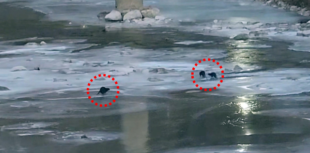 지난 9일 오전 7시 30분쯤 경북 봉화군 석포면 영풍 석포제련소 직원이 출근길에 제련소 앞 하천에서 수달 3마리를 발견해 촬영했다. 영풍 석포제련소 제공