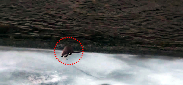 지난 9일 오전 7시 30분쯤 경북 봉화군 석포면 영풍 석포제련소 직원이 출근길에 제련소 앞 하천에서 수달 3마리를 발견해 촬영했다. 영풍 석포제련소 제공