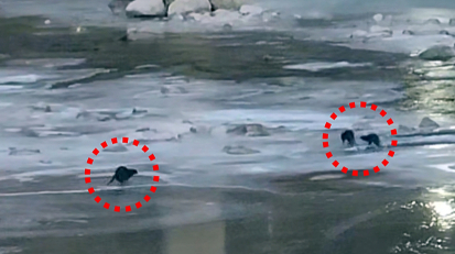 석포제련소 수질 개선?…멸종위기종 수달의 등장