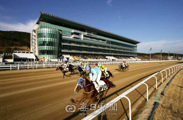 영천경마공원 관람대와 경주마들의 경주 이미지. 한국마사회 제공