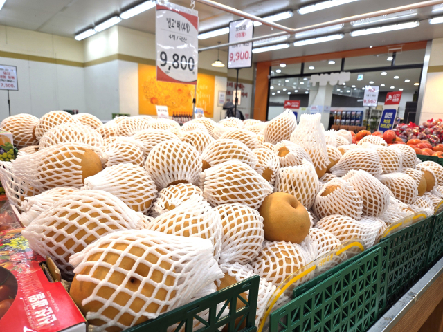 설 명절을 앞두고 수요가 증가하면서 주요 과일류 가격도 오름세를 보인다. 한국농수산식품유통공사(aT) 농수산물유통정보(KAMIS) 통계에 따르면 지난 16일 대구의 평균 배 상품 소매가격은 10개당 4만833원으로 평년(3만5천999원)보다 13.4% 상승했다. 사진은 대구 중구 한 유통업체의 배 판매대 모습. 정은빈 기자
