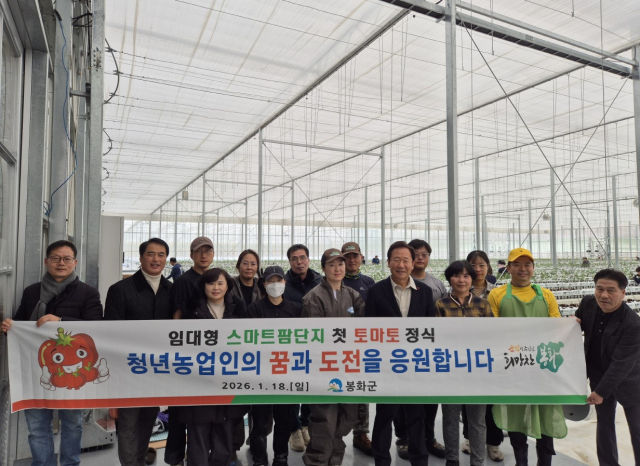 봉화군 봉성면 창평리에 조성된 임대형 스마트팜단지에 입주한 청년 농업인들이 토마토 재배를 시작으로 본격적인 영농 활동에 들어갔다. 봉화군 제공