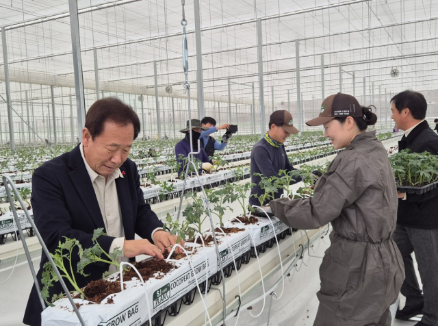 봉화군 봉성면 창평리에 조성된 임대형 스마트팜단지에 입주한 청년 농업인들이 토마토 재배를 시작으로 본격적인 영농 활동에 들어갔다. 봉화군 제공