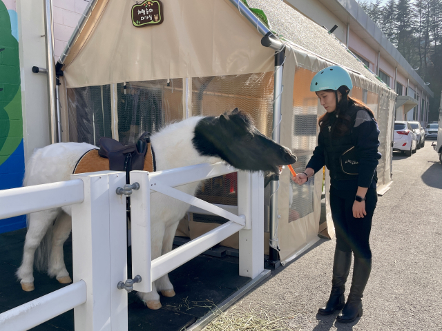 승마 체험이 끝나면 말 먹이 주기 체험을 할 수 있다.