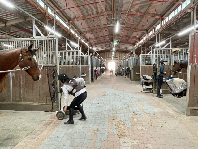 대덕승마장의 마사동. 이 정도 크기의 마사동이 3개가 있다. 총 56마리의 말이 관리되고 있다.