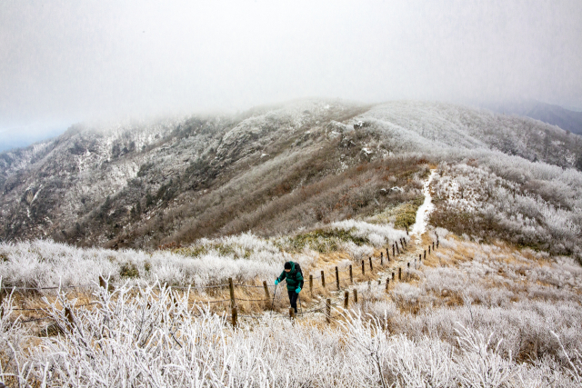 산행에 함께한 이근영 씨가 덕유평전을 오르고 있다. 겹겹이 이어진 덕유산 주능선을 조망할 수 있는 곳이지만 구름이 잔뜩 낀 날씨 탓에 기대했던 풍경은 만날 수 없었다. 김도훈 기자