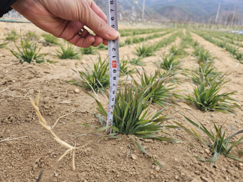 군위군, 사료작물 트리티케일 재배 실증…'조성' 품종, 이모작에 생육 우수