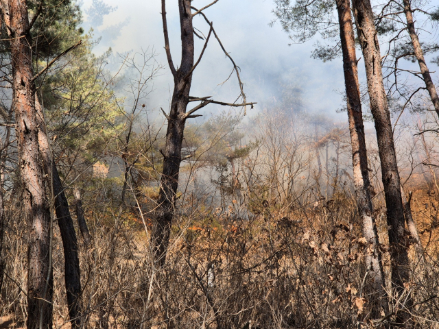 봉화 재산면 산불 주불 진화…잔불 정리·재발화 차단 총력