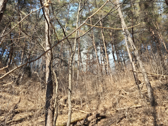 23일 낮 12시 29분쯤 봉화군 재산면 현동리 산227번지 상단부와 산209번지 경계 지역에서 발생한 산불이 건조한 날씨와 가파른 산세를 타고 빠르게 확산됐으나, 헬기와 지상 진화대가 즉각 투입되면서 이날 오후 2시 20분 기준 산림청 판단으로 주불 진화가 완료됐다. 봉화군 제공