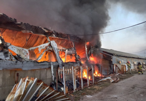 구미 무을면 돈사서 불…돼지 800두 폐사