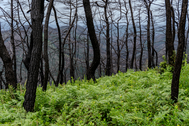 경북 의성 고운사 사찰림의 자연복원이 예상보다 빠른 생태계 회복 흐름을 보이고 있다. 안동환경운동연합 제공