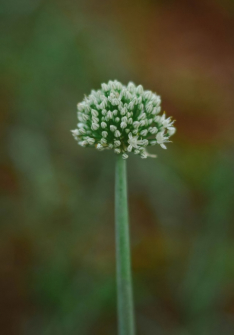 [함께 꿈꾸는 시] 김인강 '파 대궁'