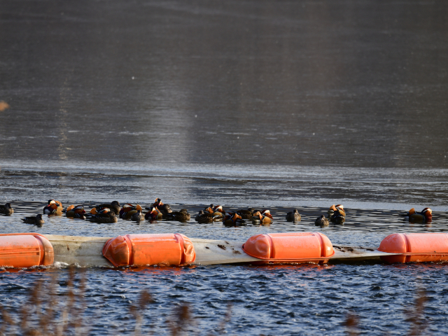 최근 대구 북구 공항교 하류 구간에서 원앙 약 100마리가 관찰됐다. 영남자연생태보존회 제공
