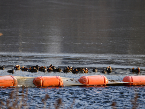'새들의 지옥'이던 금호강, 원앙 떼가 둥지 틀었다…무슨 일?