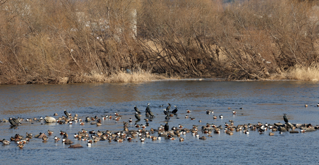 27일 오후 대구 북구 공항교 인근 금호강에서 천연기념물 원앙 무리가 모습을 보이고 있다. 김영진 기자 kyjmaeil@imaeil.com