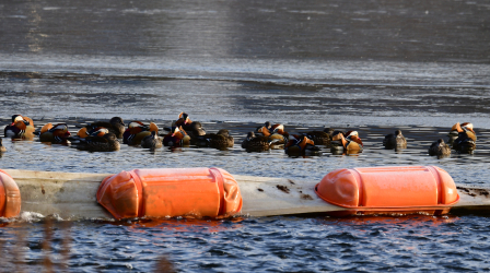 원앙 100마리 포착…'죽음의 강' 오명 벗은 금호강